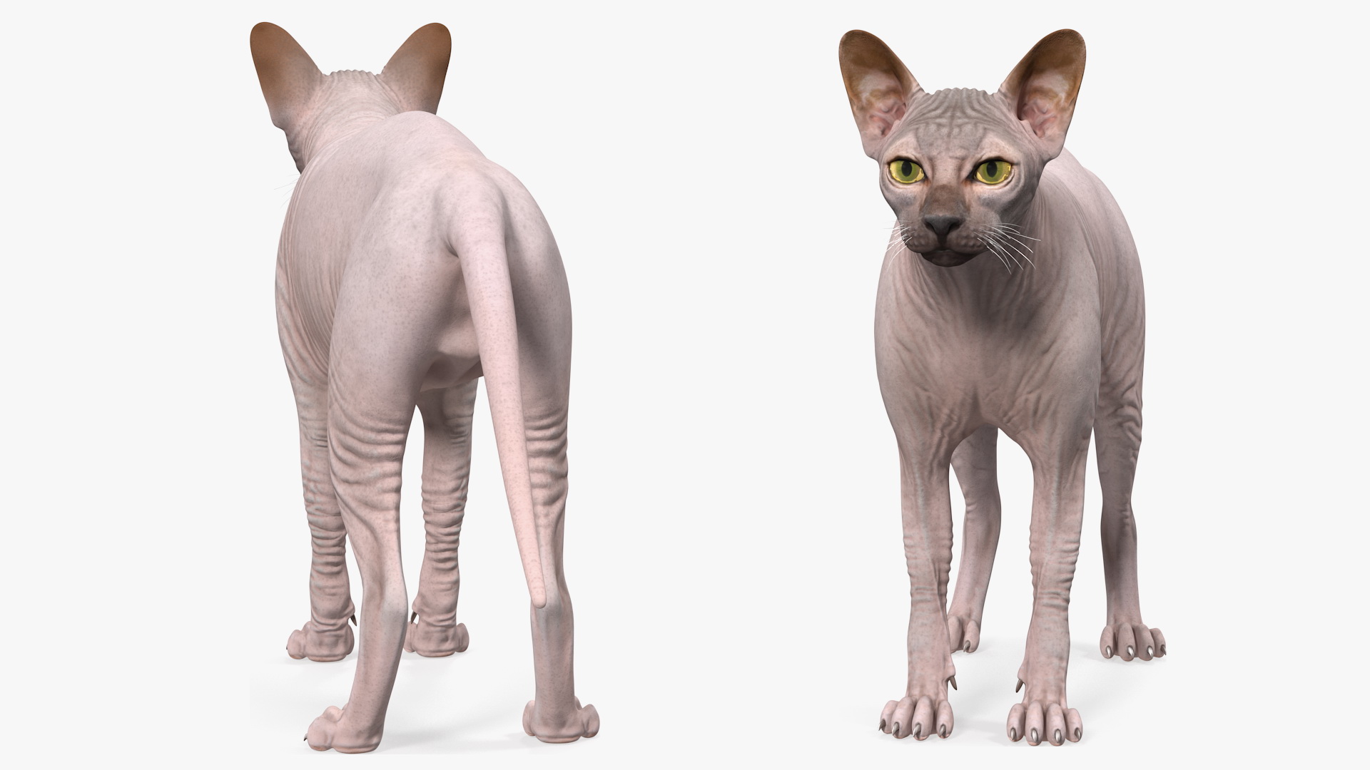 3D Dark Cream Sphynx Cat