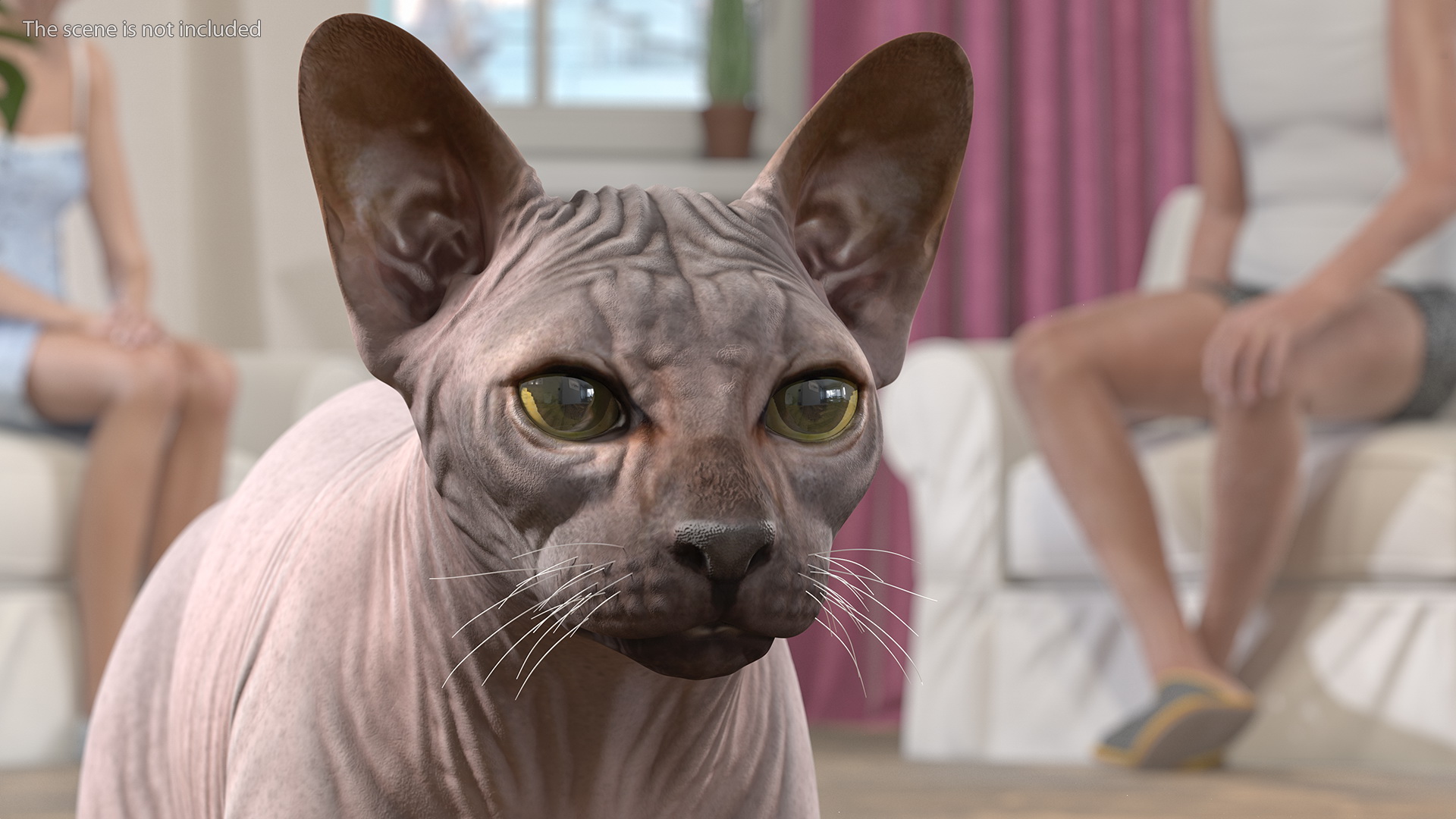 3D Dark Cream Sphynx Cat