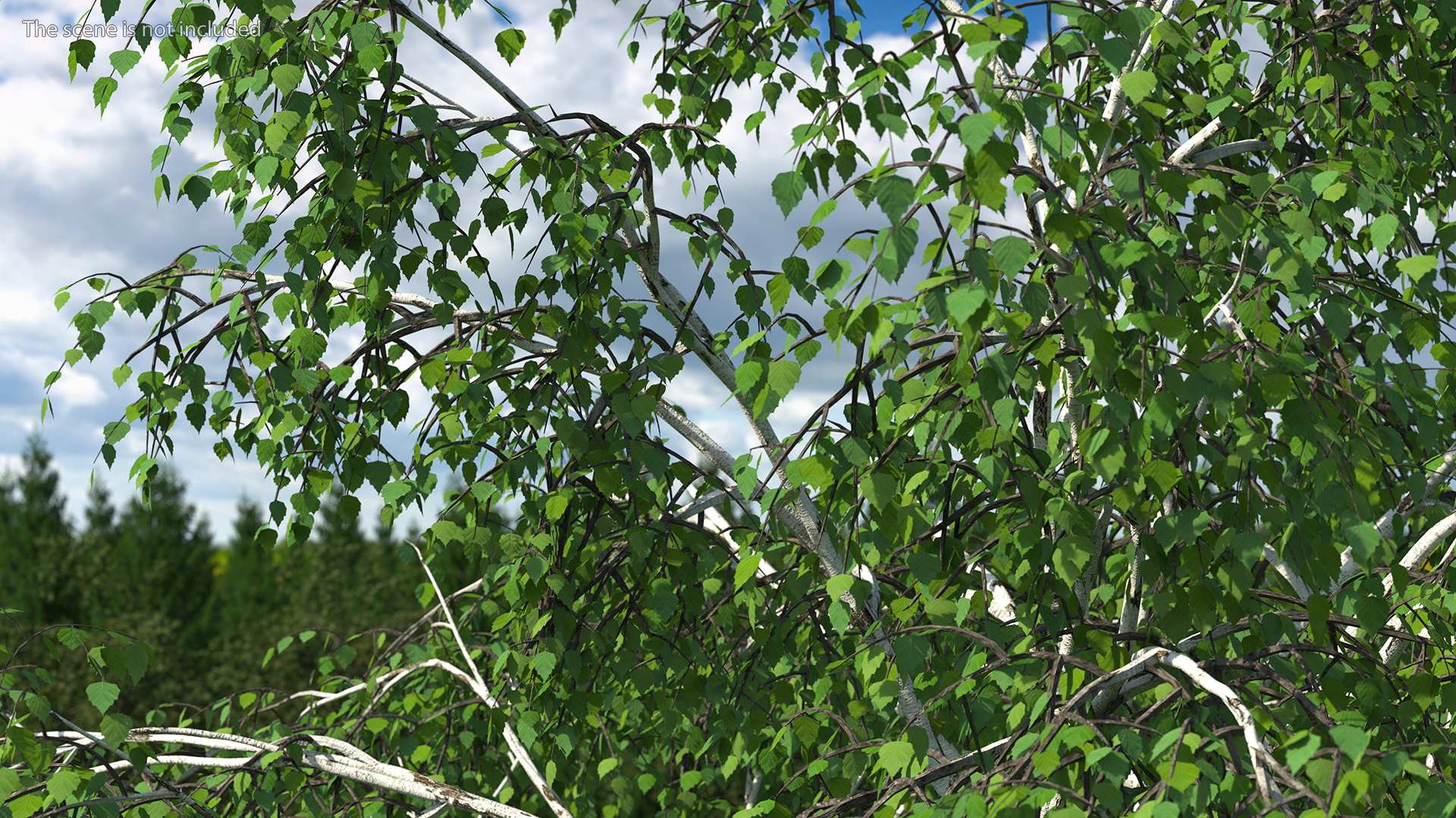 3D Silver Birch Green Tree model