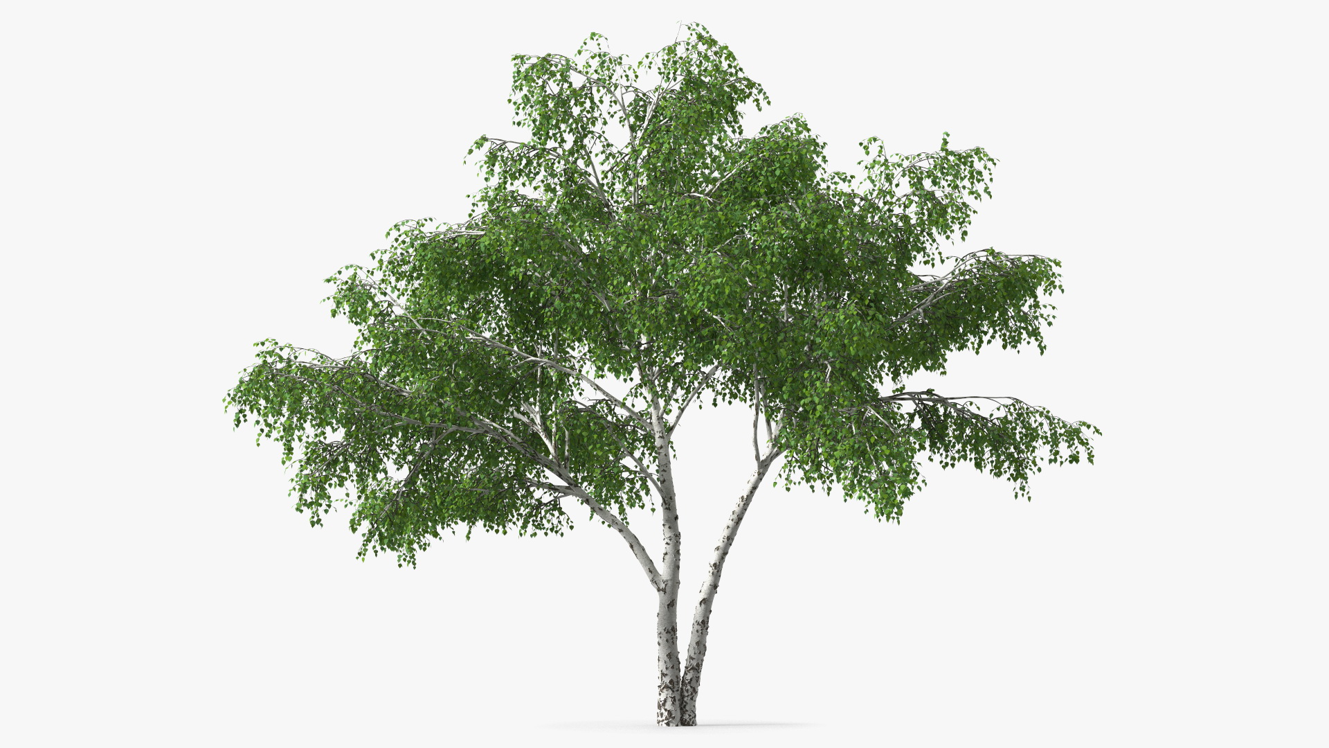 3D Silver Birch Green Tree model