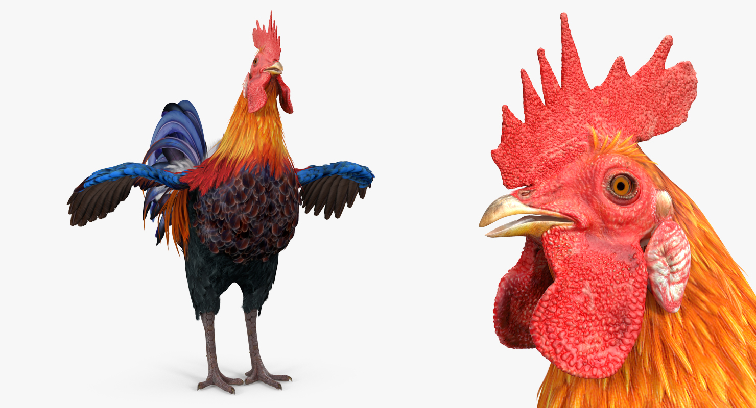 Rooster 3D model