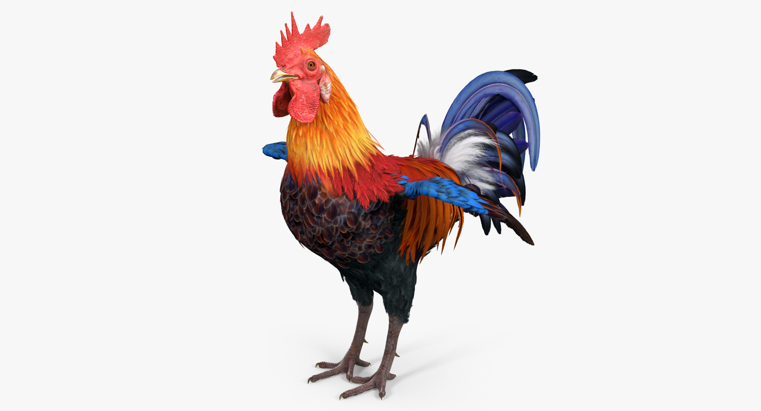 Rooster 3D model