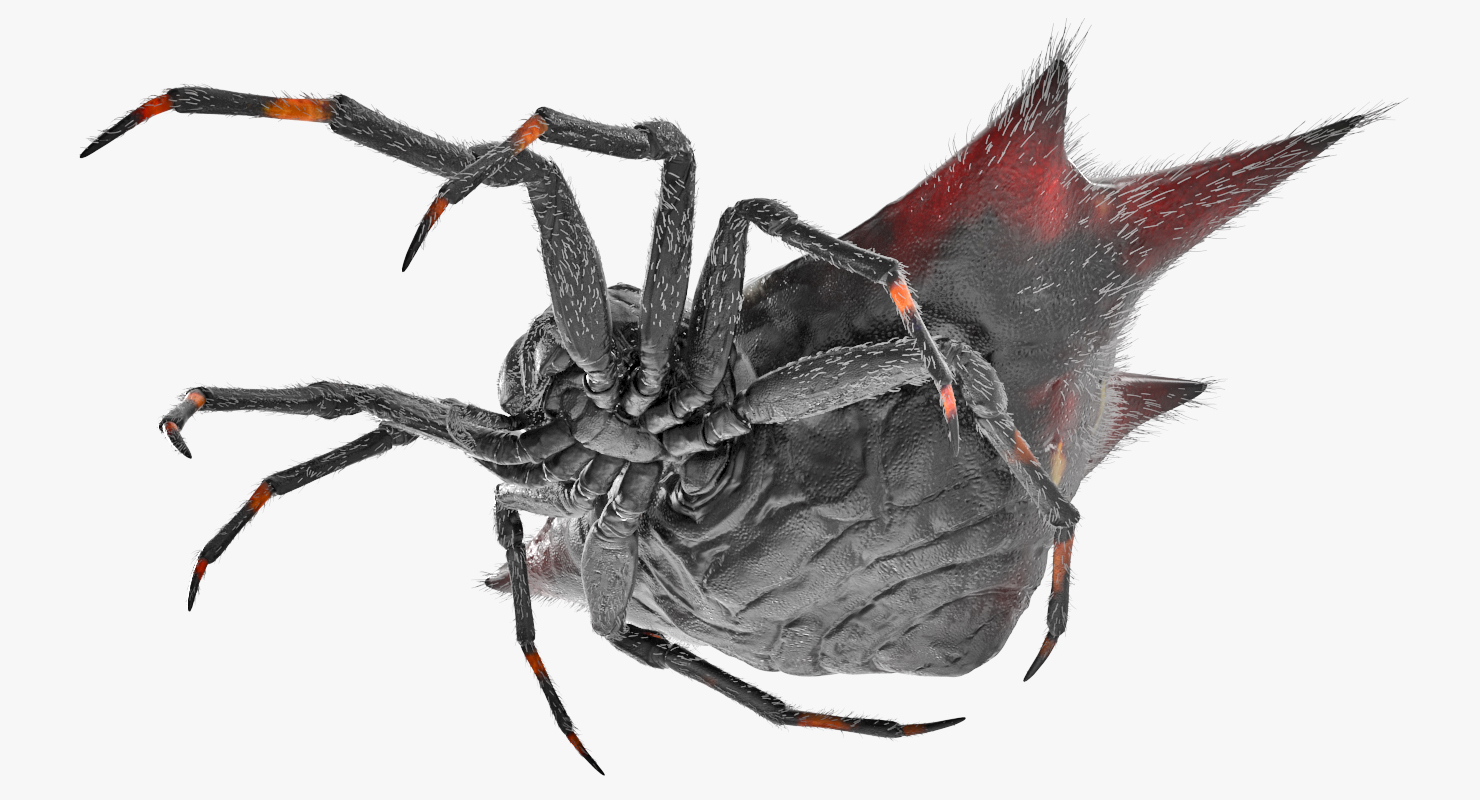 Spiny Orb Weaver Spider Rigged with Fur 3D model