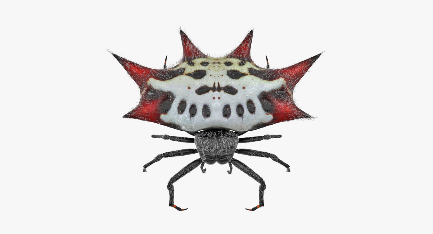 Spiny Orb Weaver Spider Rigged with Fur 3D model