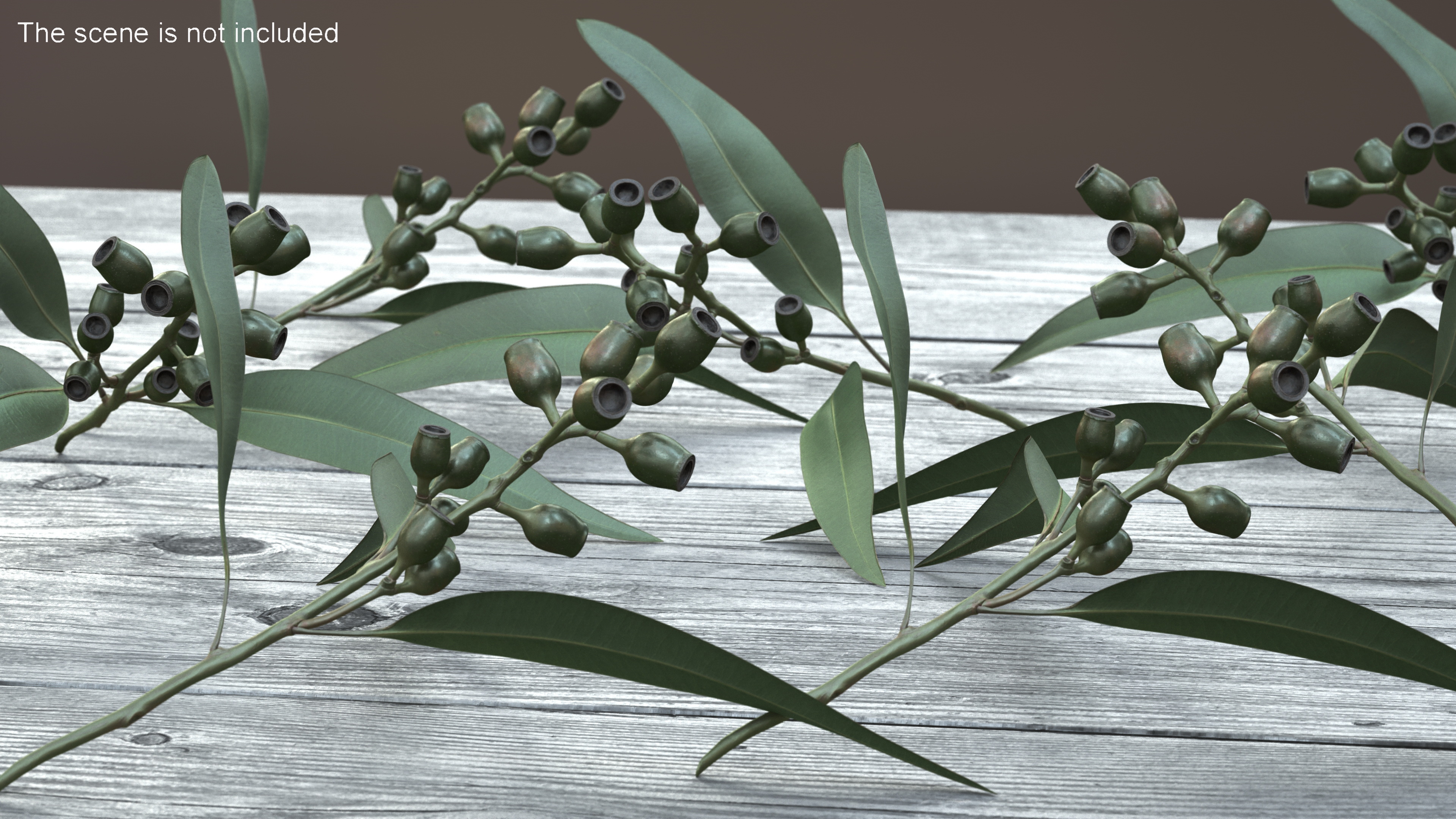 3D Eucalyptus Stem with Leaves and Seed Pods