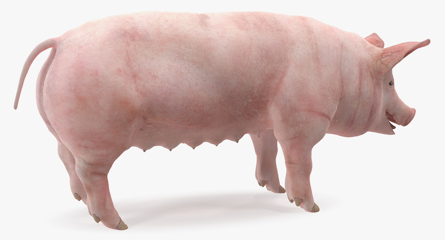 3D Pig Sow Landrace