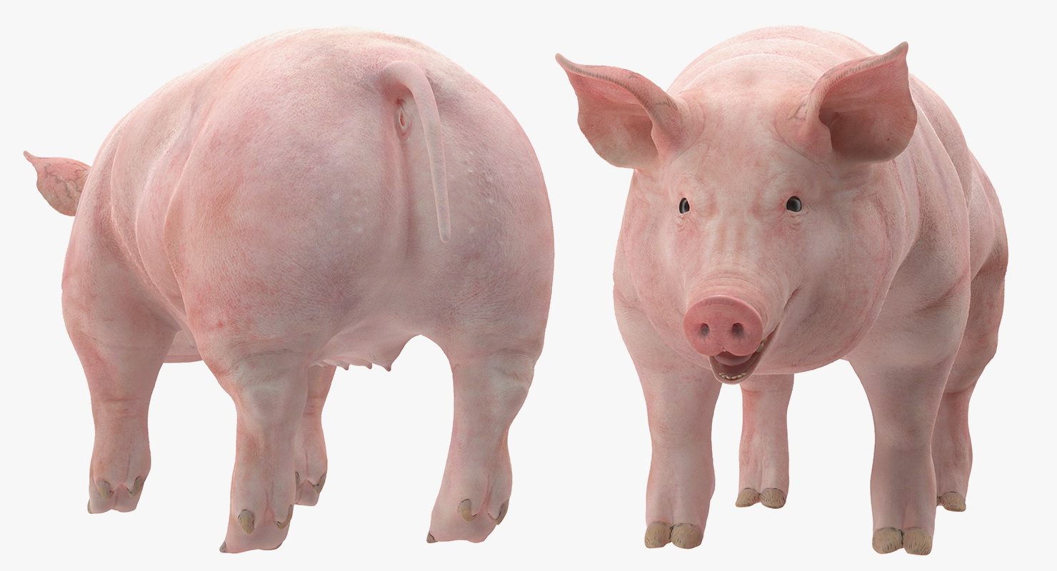 3D Pig Sow Landrace