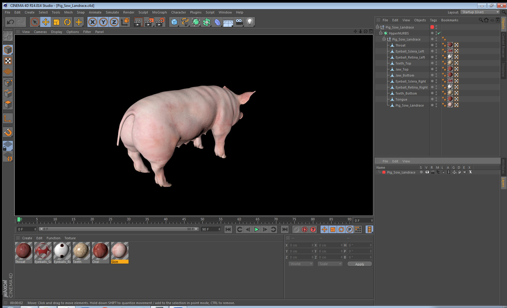 3D Pig Sow Landrace