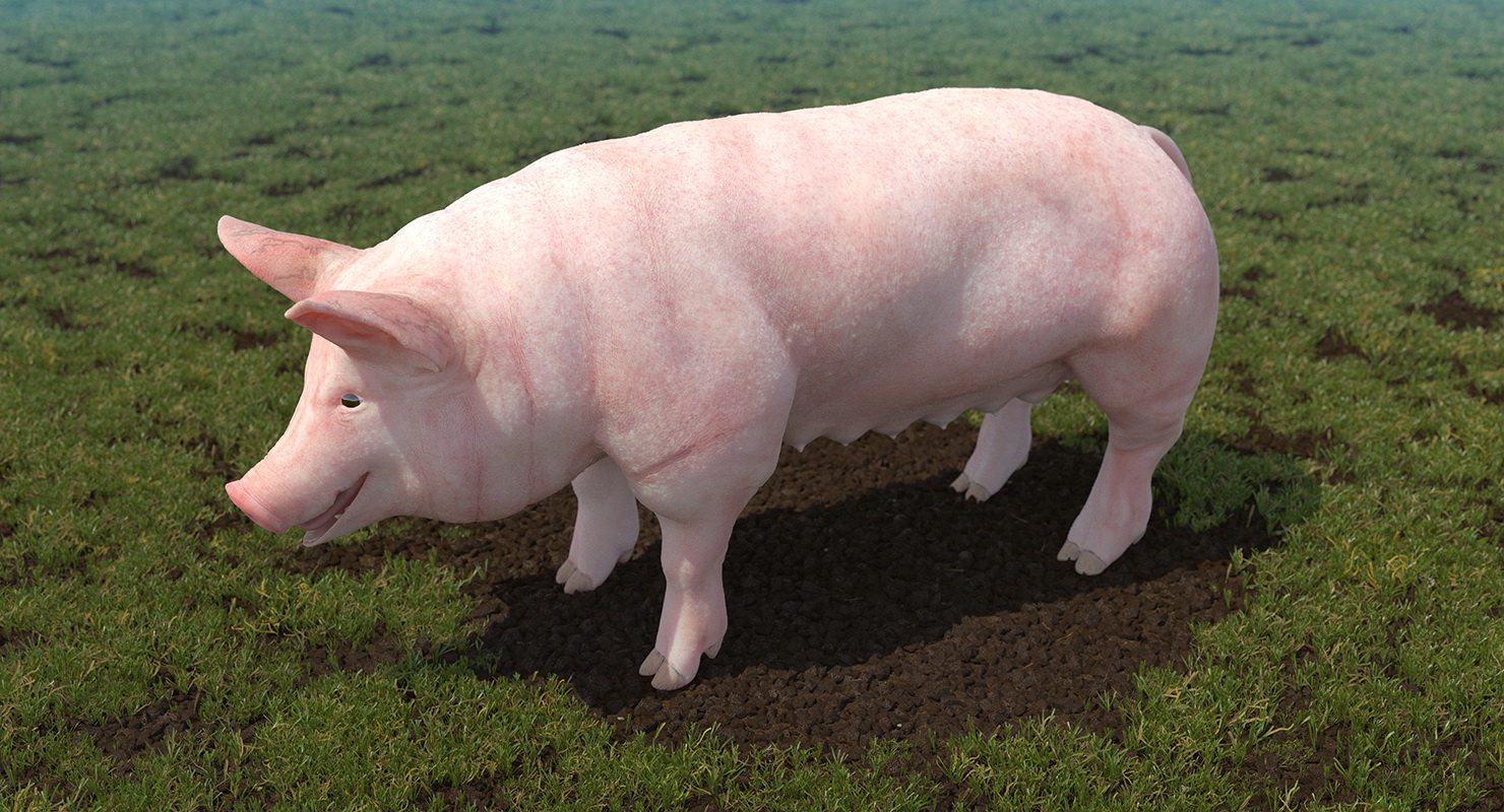 3D Pig Sow Landrace