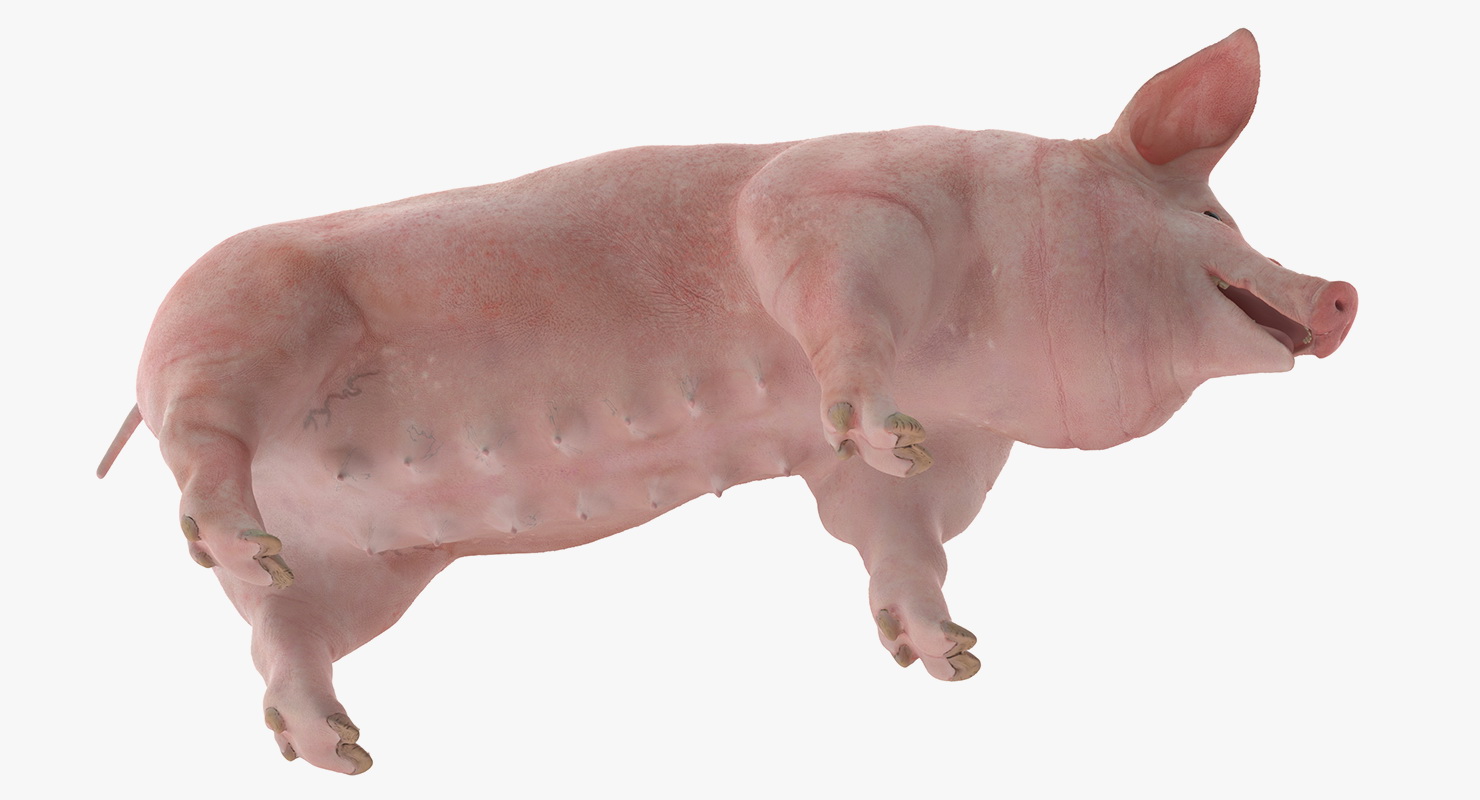 3D Pig Sow Landrace