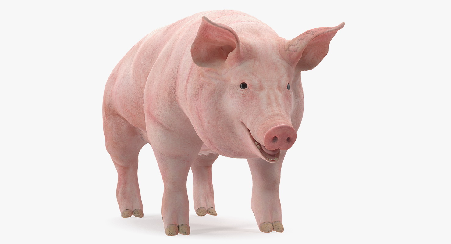 3D Pig Sow Landrace