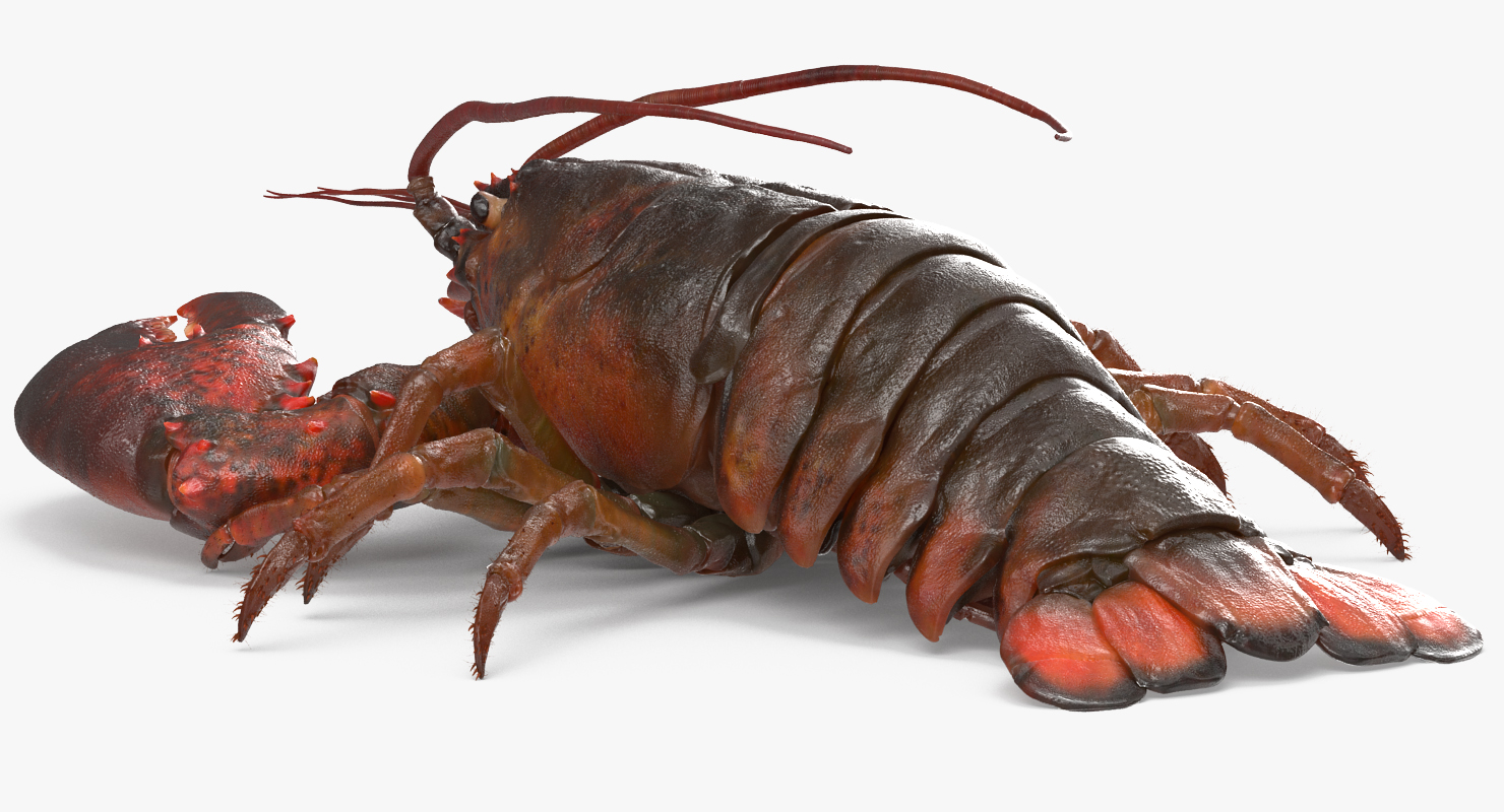 3D Lobster Pose 2 with Fur model