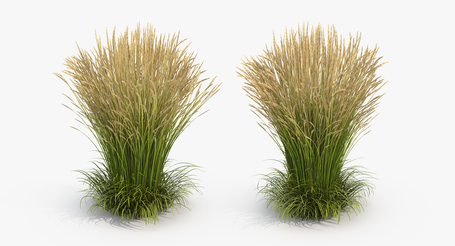 3D Calamagrostis Karl Foerster Grass model