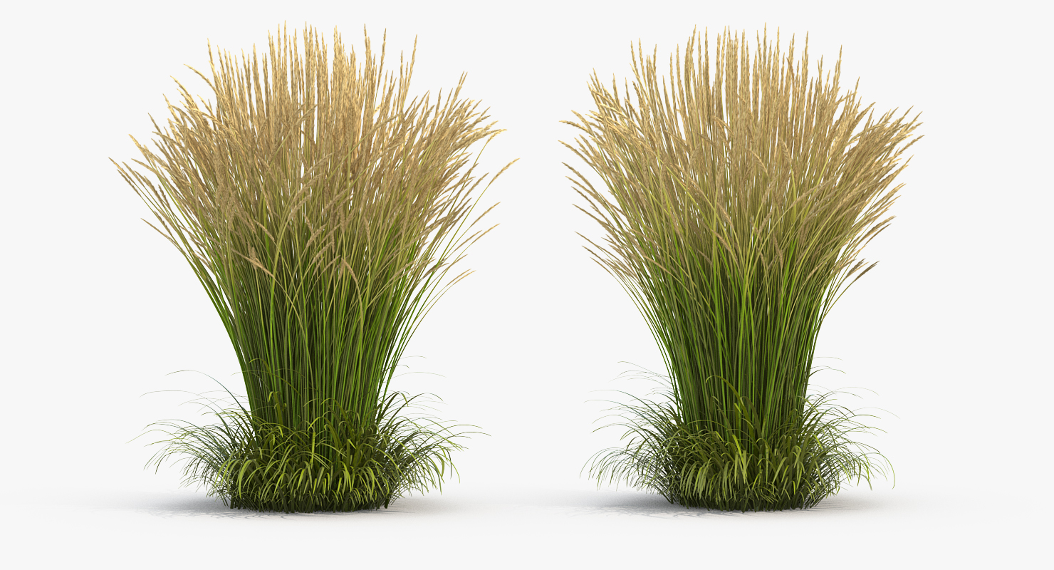 3D Calamagrostis Karl Foerster Grass model