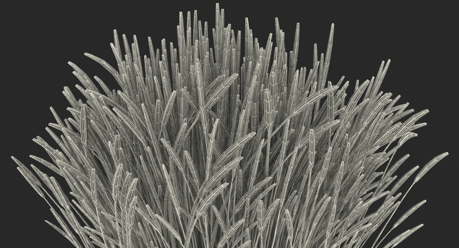 3D Calamagrostis Karl Foerster Grass model