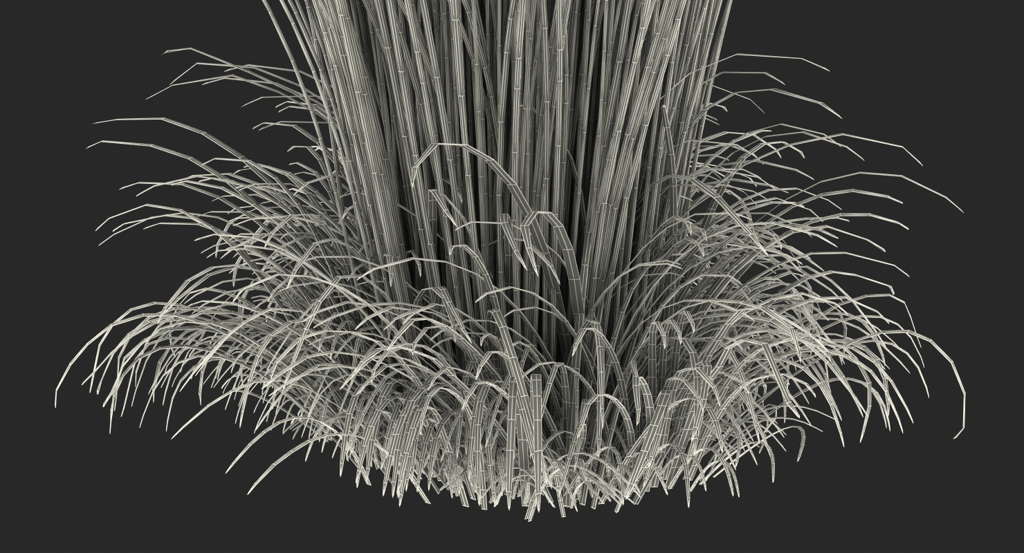 3D Calamagrostis Karl Foerster Grass model