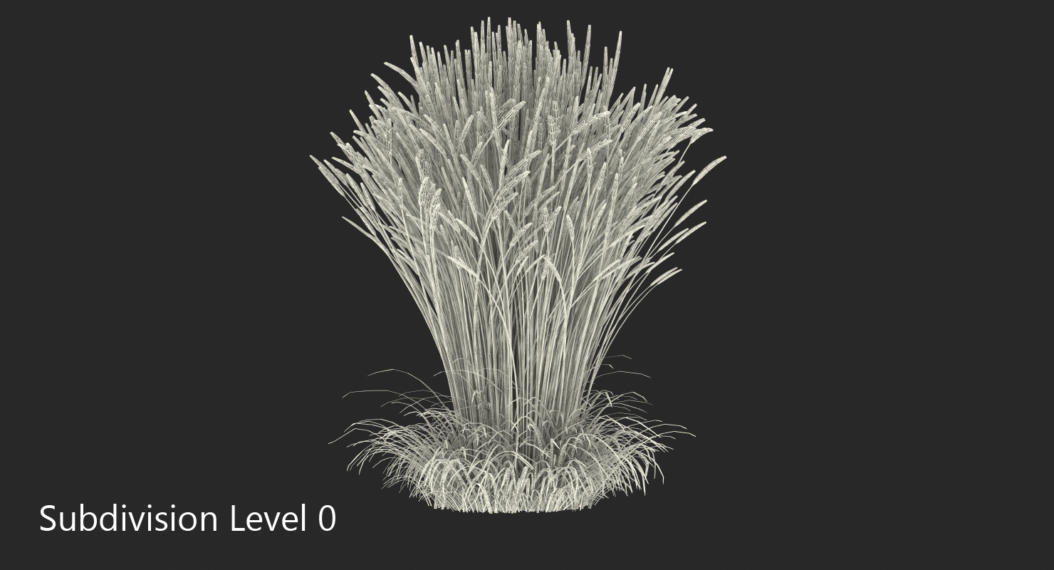 3D Calamagrostis Karl Foerster Grass model