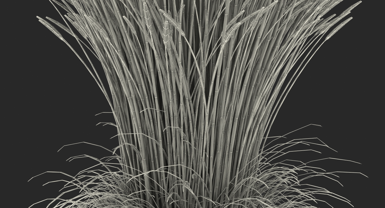 3D Calamagrostis Karl Foerster Grass model