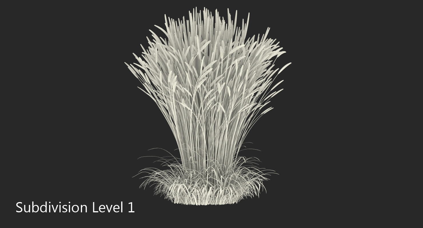 3D Calamagrostis Karl Foerster Grass model