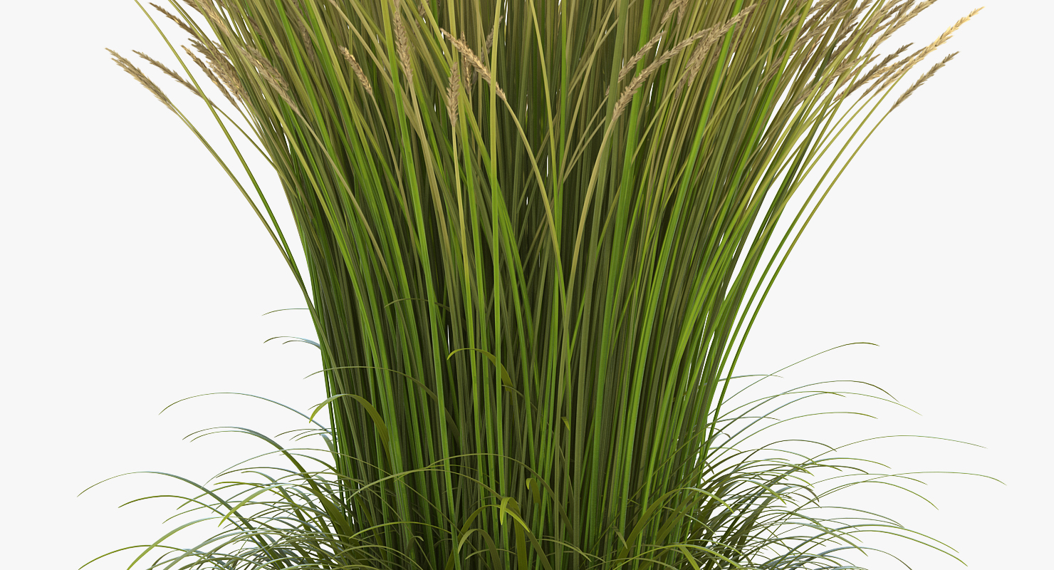 3D Calamagrostis Karl Foerster Grass model