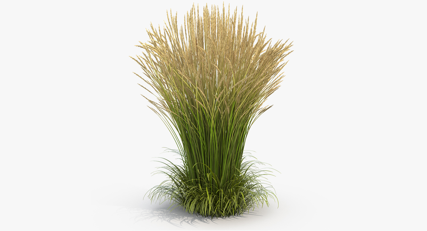 3D Calamagrostis Karl Foerster Grass model