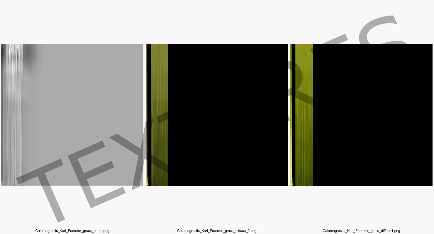 3D Calamagrostis Karl Foerster Grass model