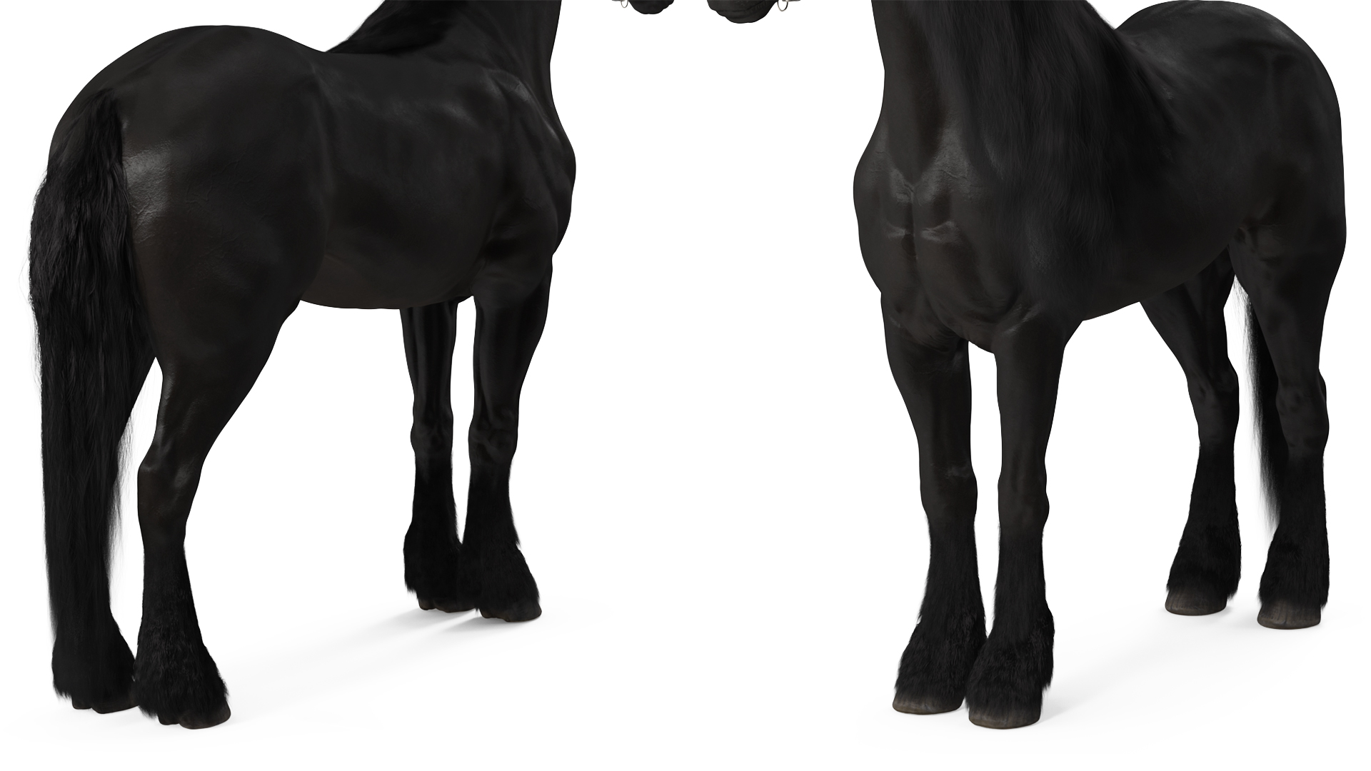 3D model Friesian Horse Fur Rigged