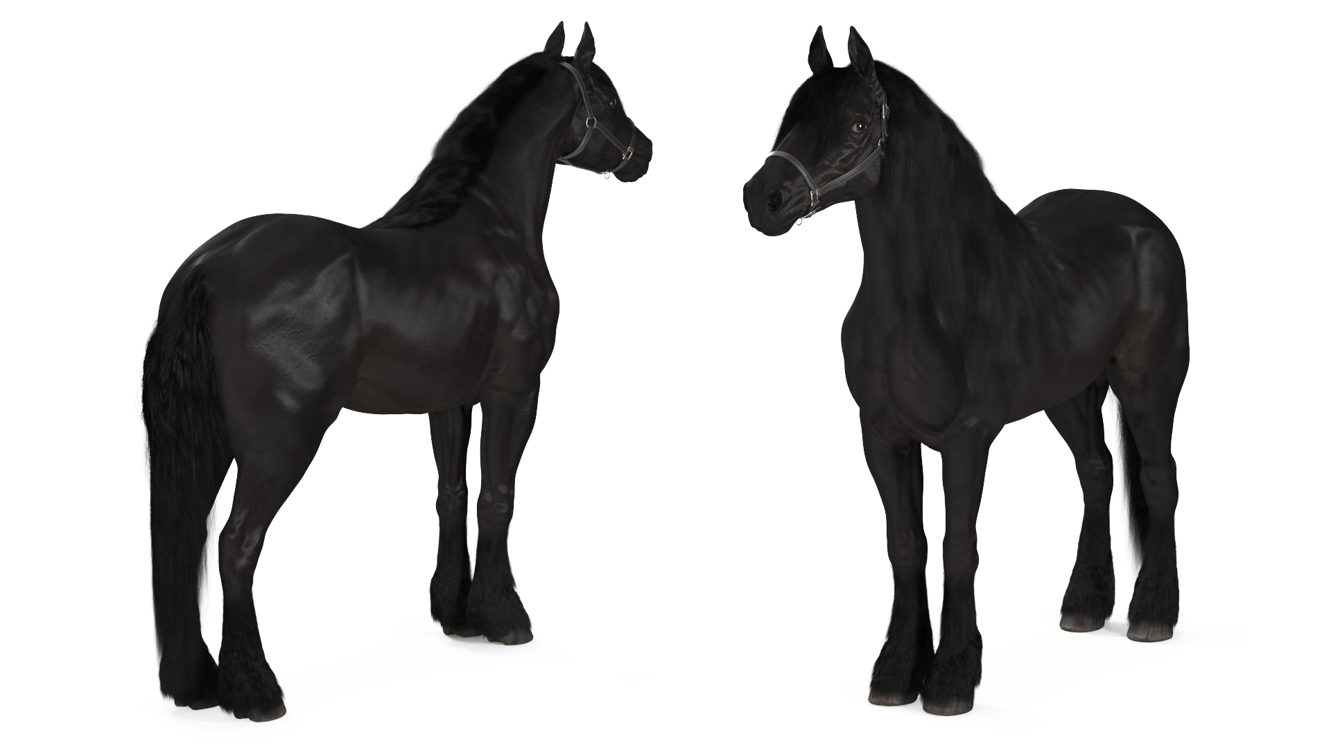 3D model Friesian Horse Fur Rigged