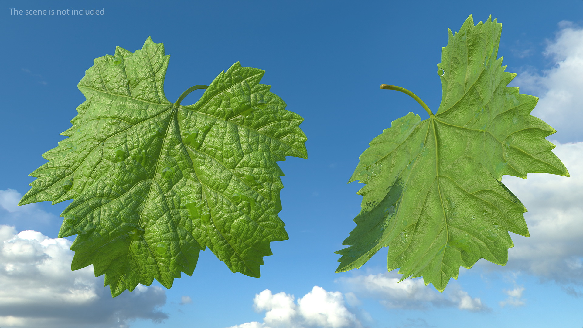 3D model Grape Leaf