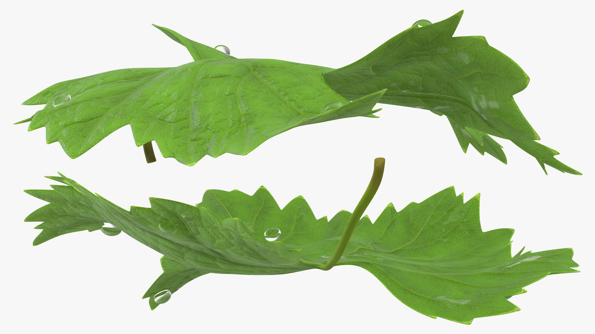 3D model Grape Leaf