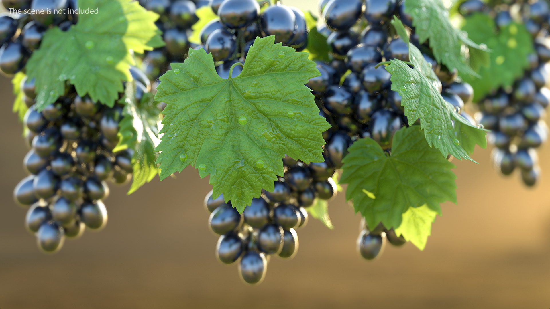 3D model Grape Leaf