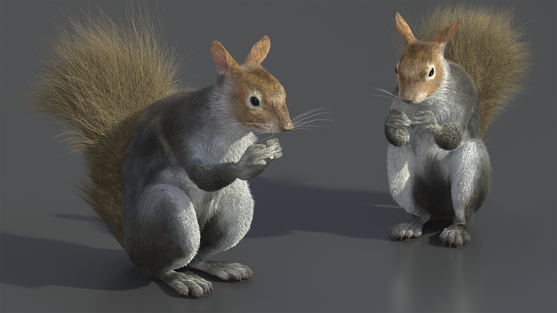 3D model Gray Squirrel in a Sitting Pose Fur