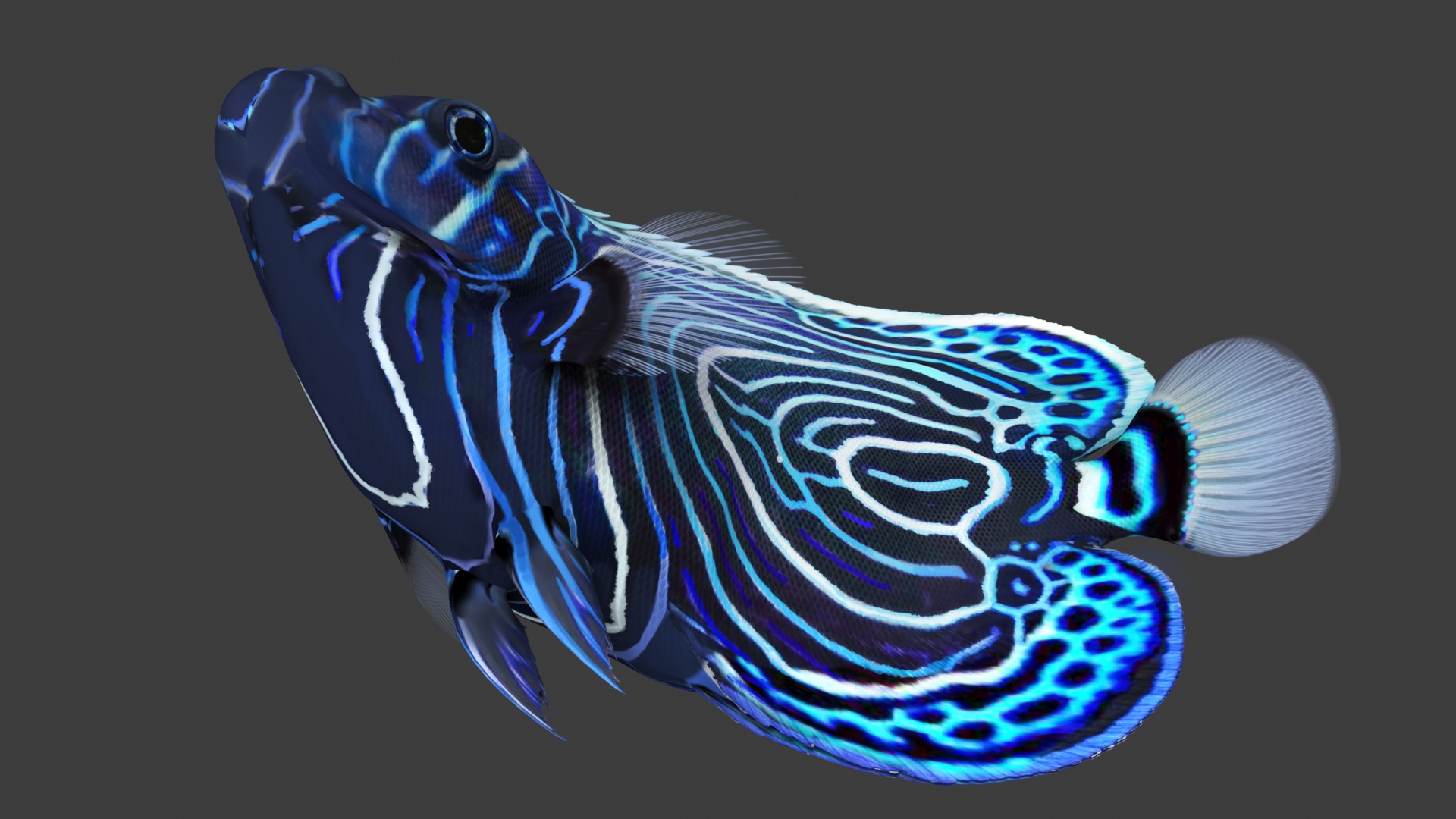 3D Pomacanthus Imperator Fish