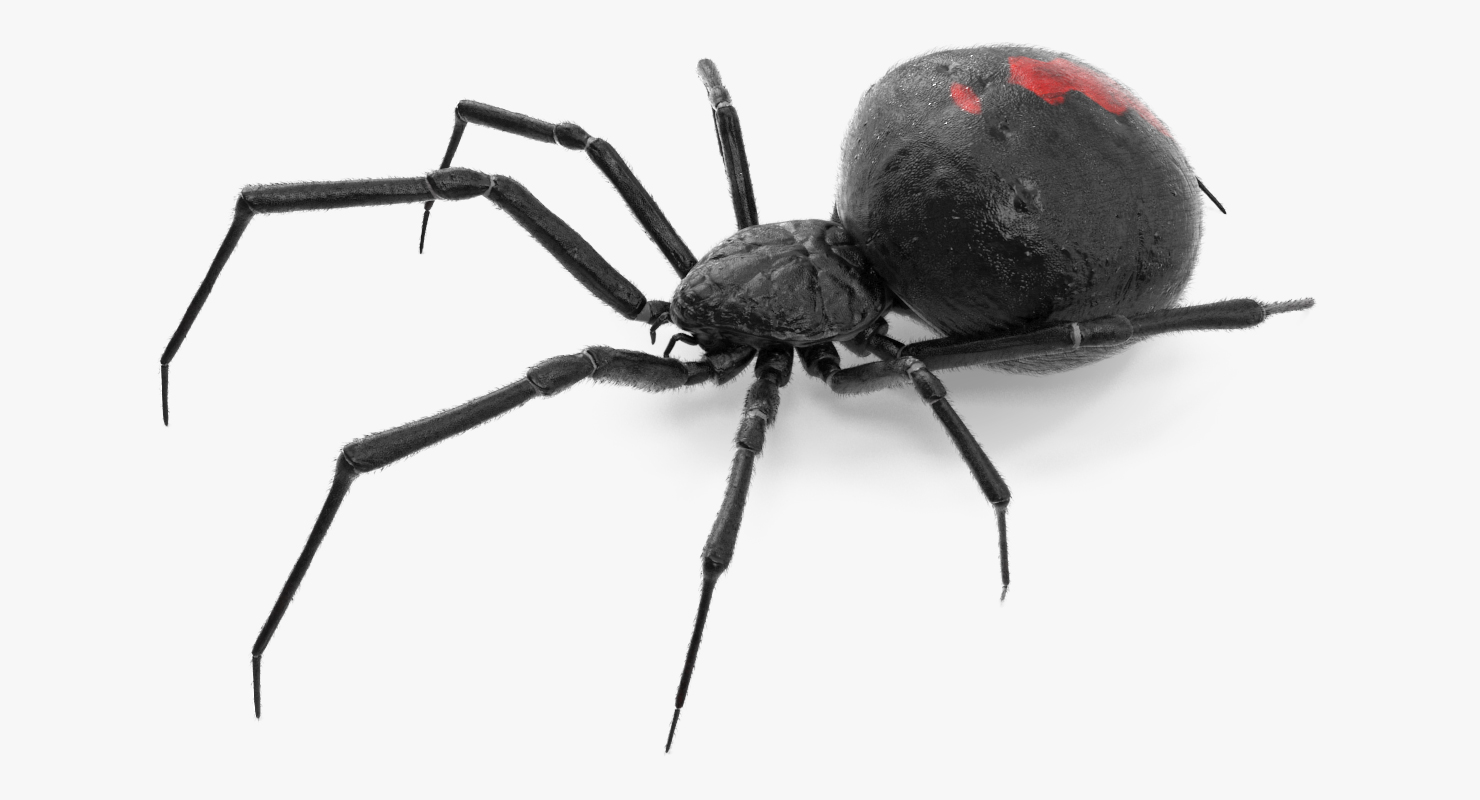 Black Widow Spider Rigged with Fur 3D model