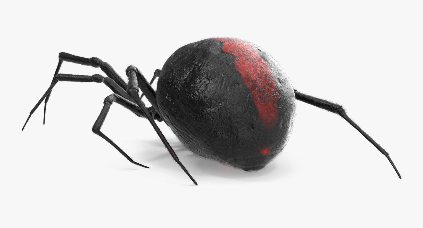 Black Widow Spider Rigged with Fur 3D model