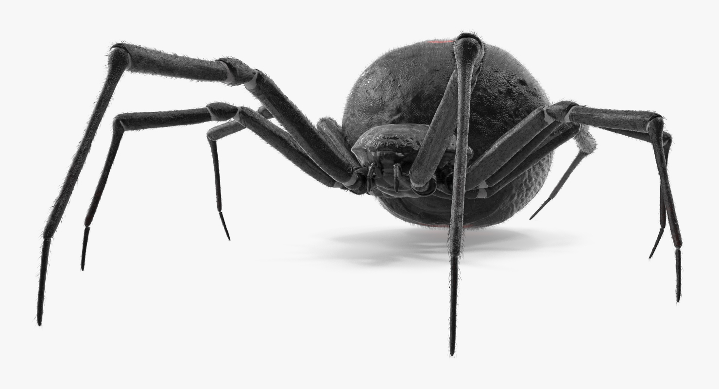 Black Widow Spider Rigged with Fur 3D model