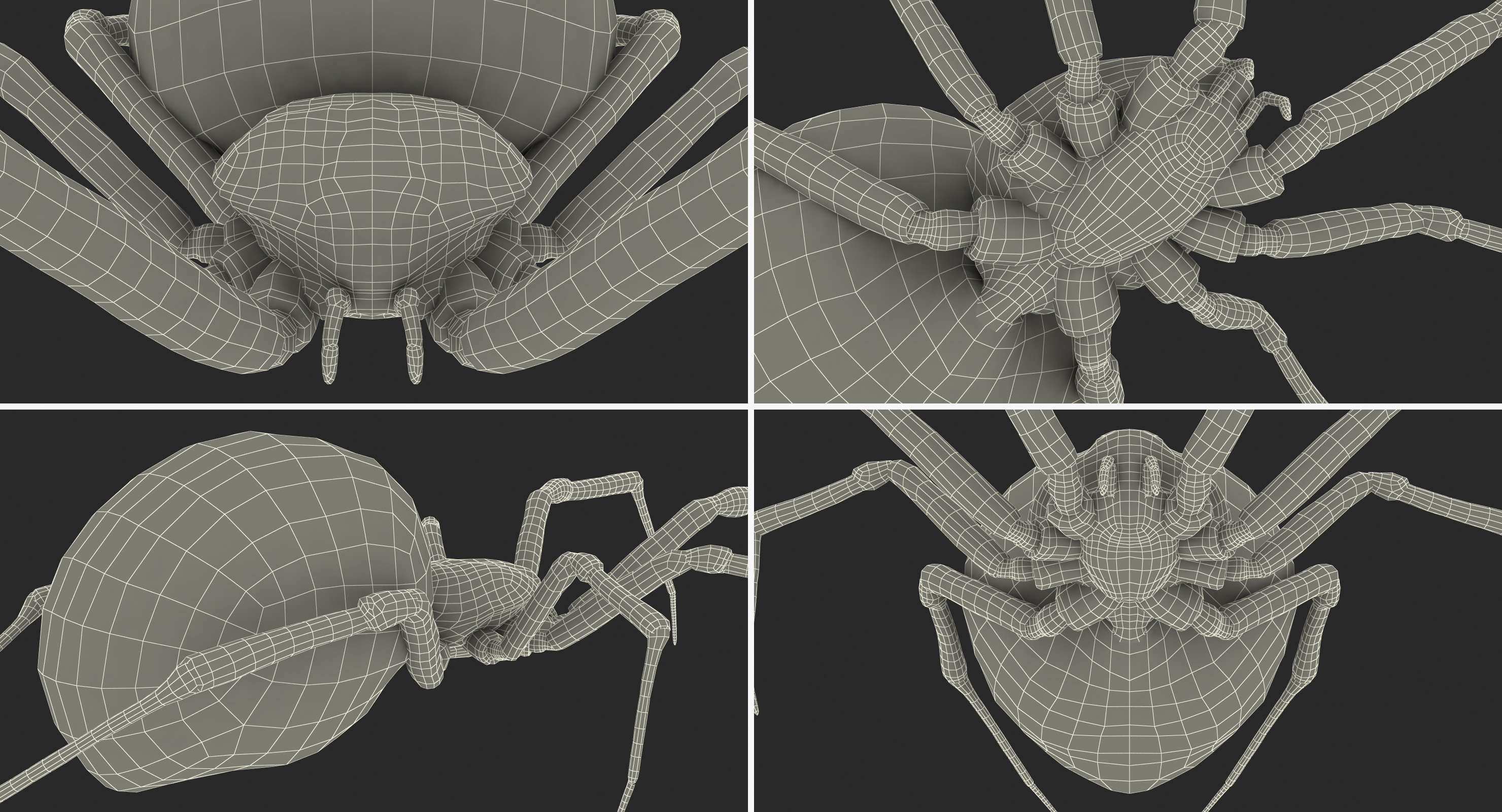 Black Widow Spider Rigged with Fur 3D model