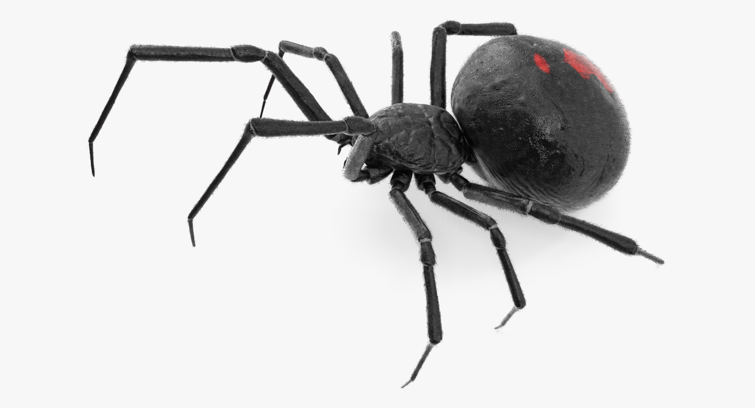 Black Widow Spider Rigged with Fur 3D model