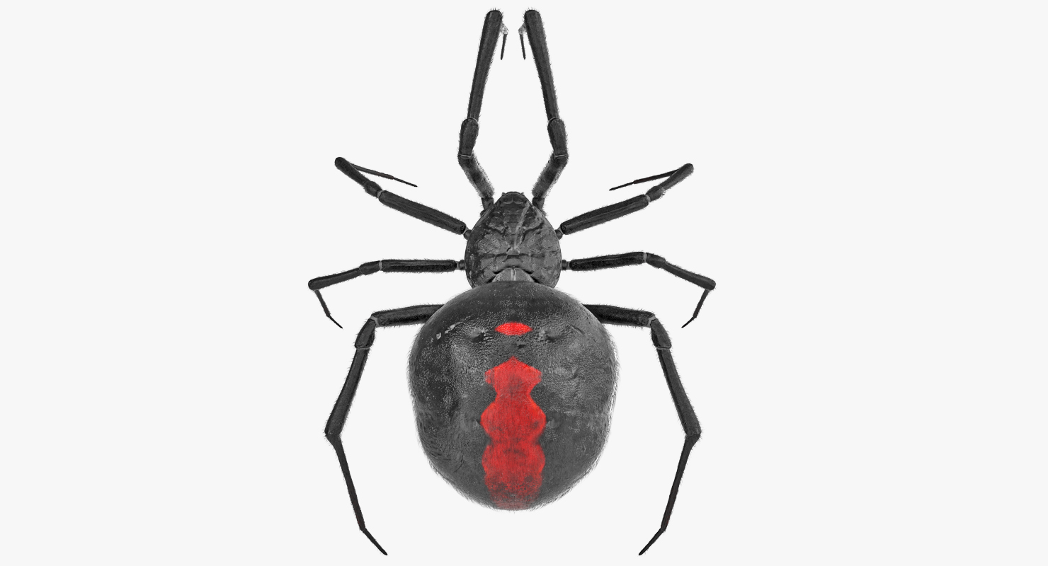 Black Widow Spider Rigged with Fur 3D model