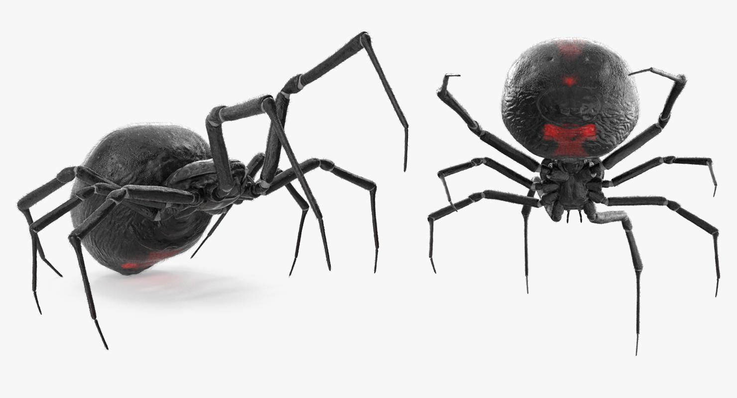 Black Widow Spider Rigged with Fur 3D model