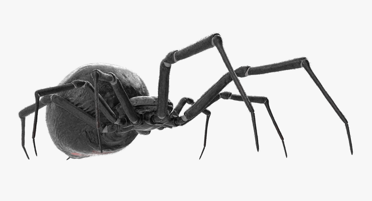 Black Widow Spider Rigged with Fur 3D model