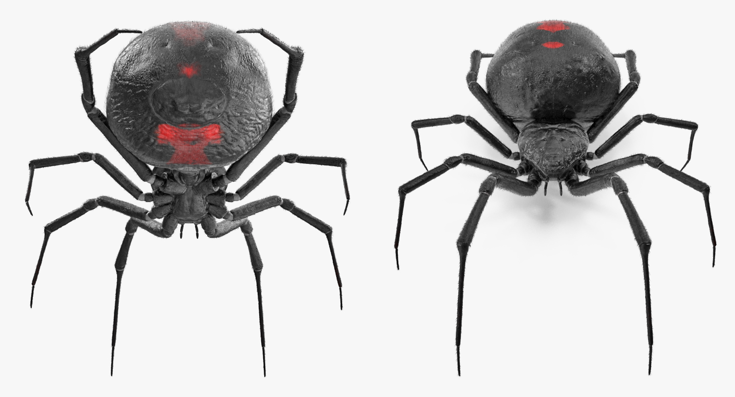 Black Widow Spider Rigged with Fur 3D model