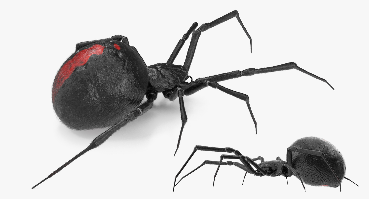 Black Widow Spider Rigged with Fur 3D model