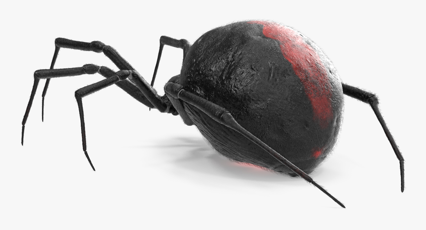 Black Widow Spider Rigged with Fur 3D model