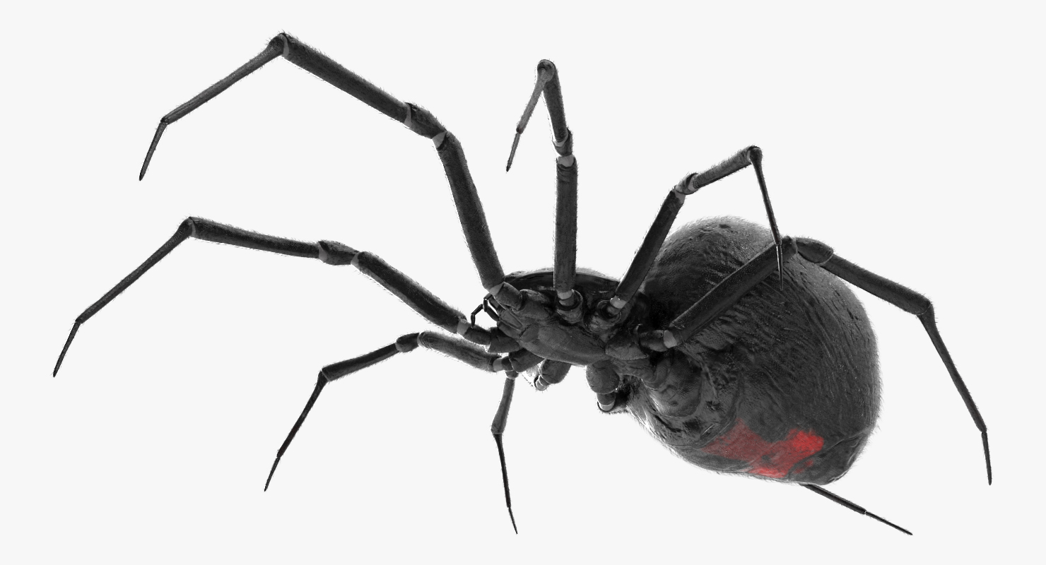 Black Widow Spider Rigged with Fur 3D model