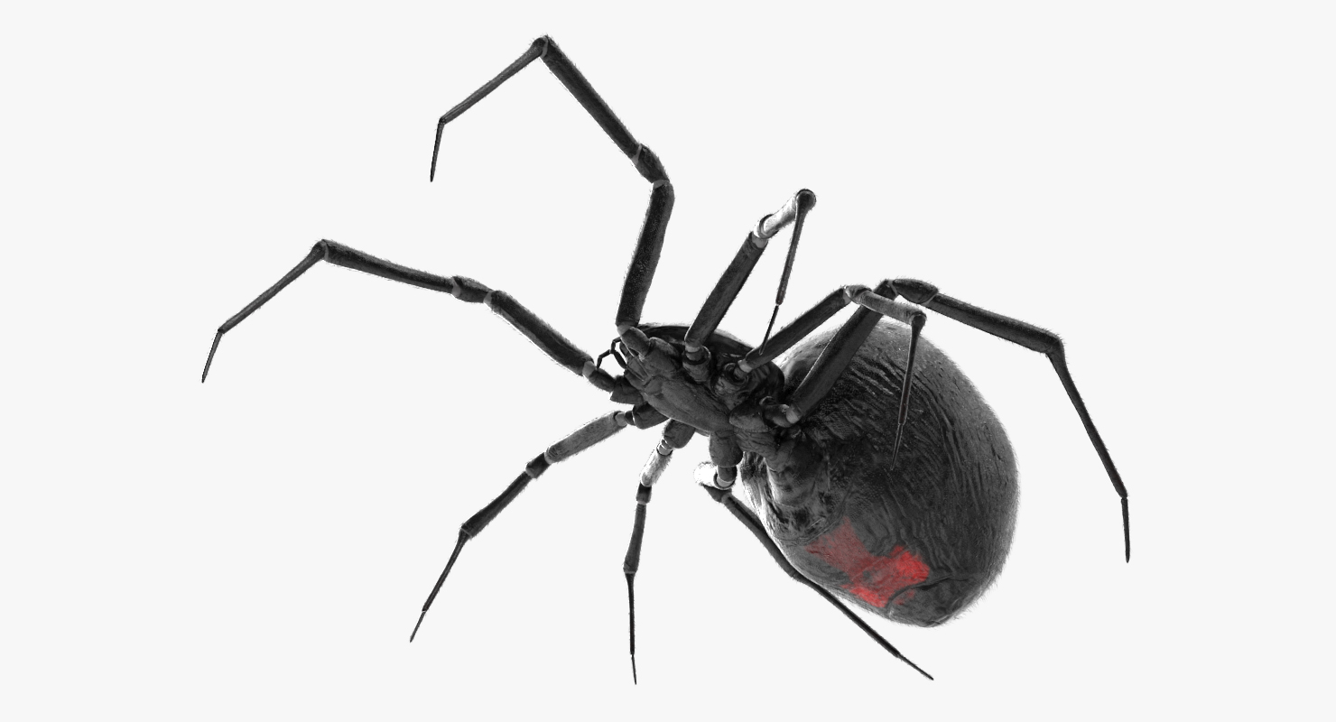 Black Widow Spider Rigged with Fur 3D model