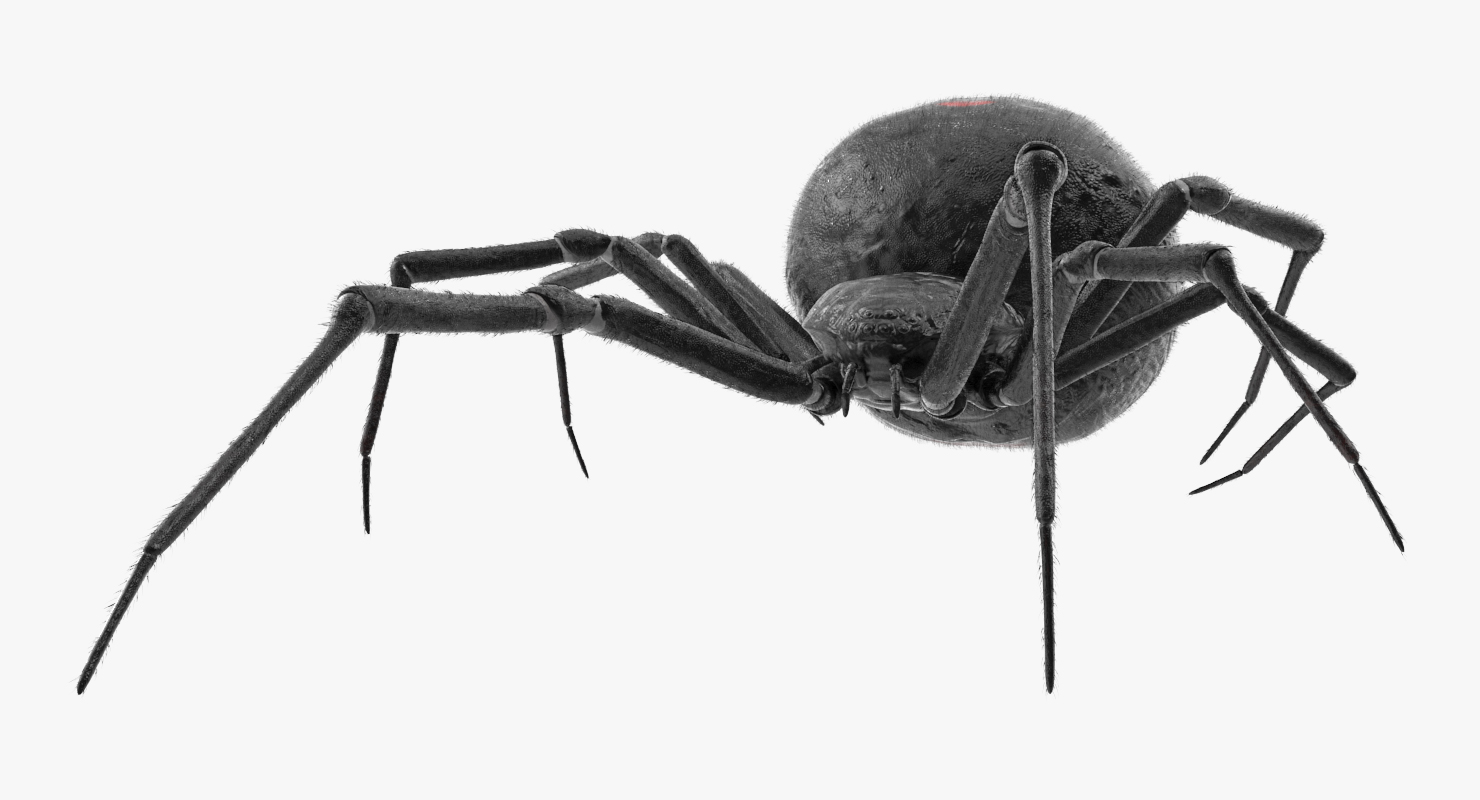 Black Widow Spider Rigged with Fur 3D model