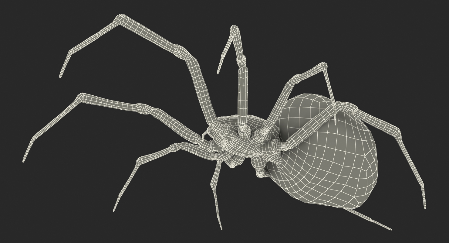 Black Widow Spider Rigged with Fur 3D model