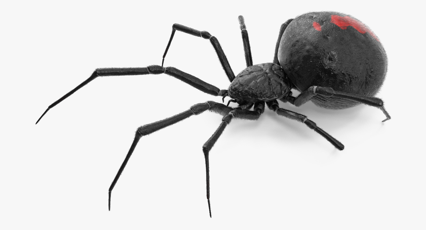 Black Widow Spider Rigged with Fur 3D model