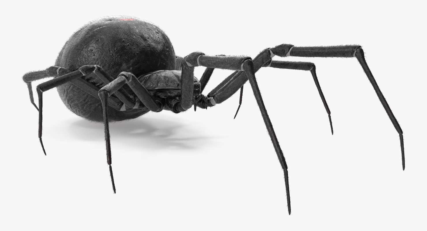 Black Widow Spider Rigged with Fur 3D model